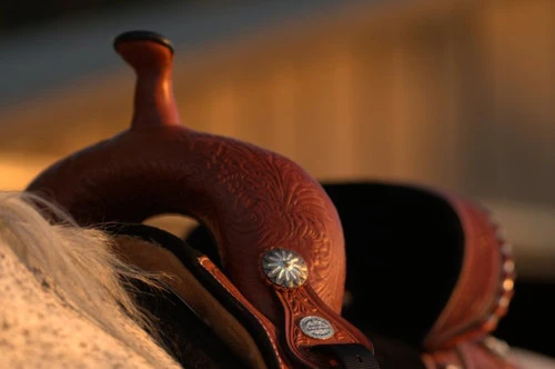 Circle Y Fischer Daisy Treeless Barrel Saddle - Image 2