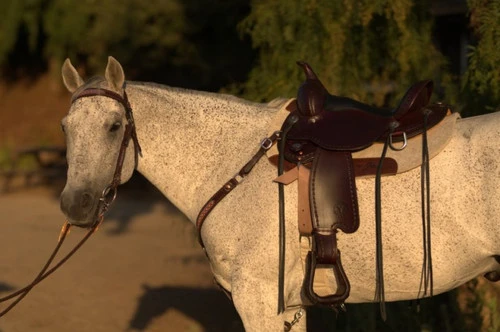 Circle Y Salt River Flex2 Trail Saddle 1667 - Image 3
