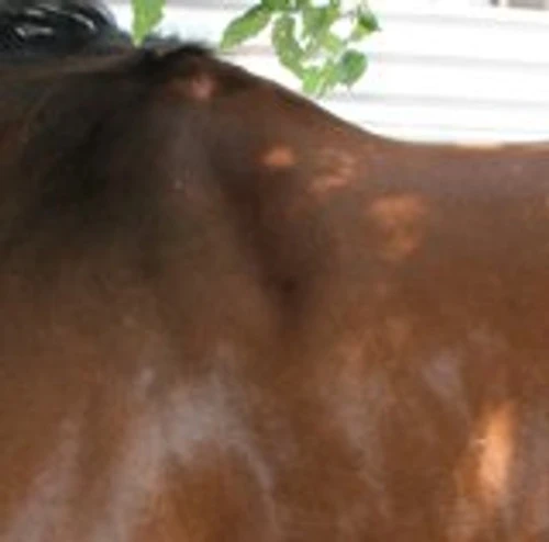 Circle Y Long Shoulder Bridge Pad 3/4" Or 1" - Image 4