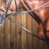 Dy'on Rubber Lined Hunter Draw Reins