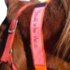 EquestriSafe Horse Identification Collar